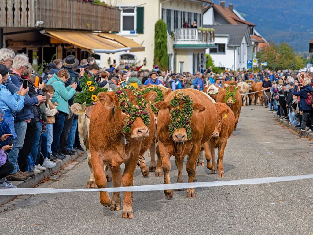 Die Tiere der Erlenbacher Weidegenossenschaft sind wieder im Tal. Das wurde in Oberried beim Almabtrieb mit einem groen Fest gefeiert.