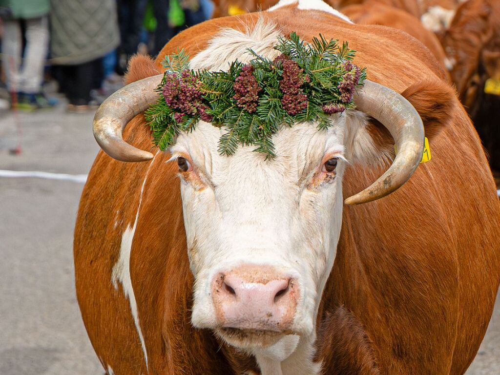 Die Tiere der Erlenbacher Weidegenossenschaft sind wieder im Tal. Das wurde in Oberried beim Almabtrieb mit einem groen Fest gefeiert.