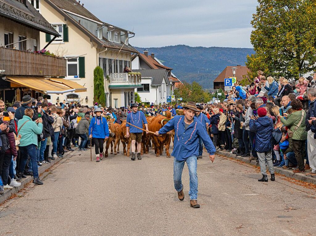 Die Tiere der Erlenbacher Weidegenossenschaft sind wieder im Tal. Das wurde in Oberried beim Almabtrieb mit einem groen Fest gefeiert.