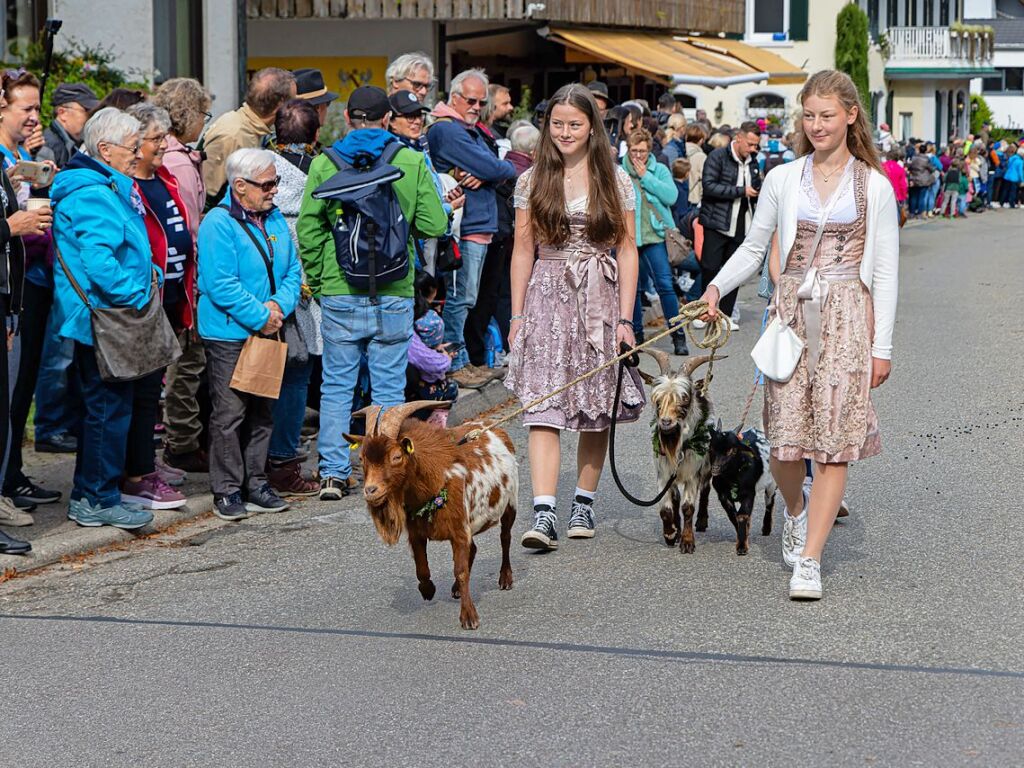 Die Tiere der Erlenbacher Weidegenossenschaft sind wieder im Tal. Das wurde in Oberried beim Almabtrieb mit einem groen Fest gefeiert.