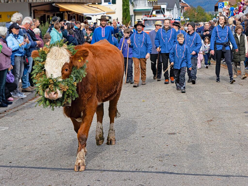 Die Tiere der Erlenbacher Weidegenossenschaft sind wieder im Tal. Das wurde in Oberried beim Almabtrieb mit einem groen Fest gefeiert.