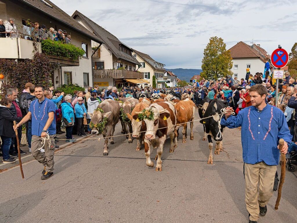 Die Tiere der Erlenbacher Weidegenossenschaft sind wieder im Tal. Das wurde in Oberried beim Almabtrieb mit einem groen Fest gefeiert.