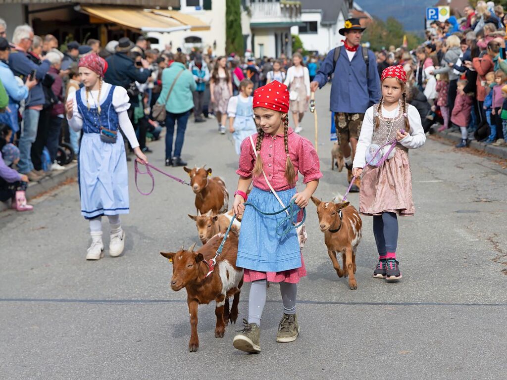 Die Tiere der Erlenbacher Weidegenossenschaft sind wieder im Tal. Das wurde in Oberried beim Almabtrieb mit einem groen Fest gefeiert.