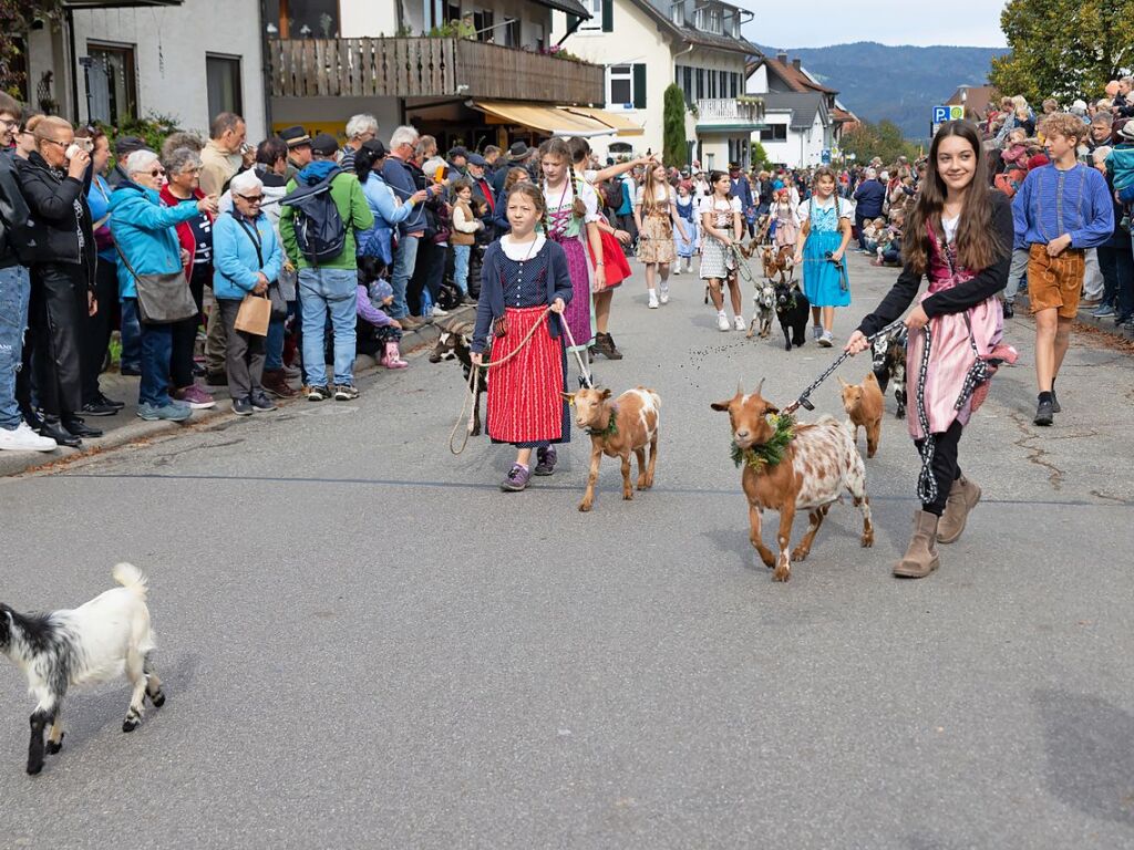 Die Tiere der Erlenbacher Weidegenossenschaft sind wieder im Tal. Das wurde in Oberried beim Almabtrieb mit einem groen Fest gefeiert.