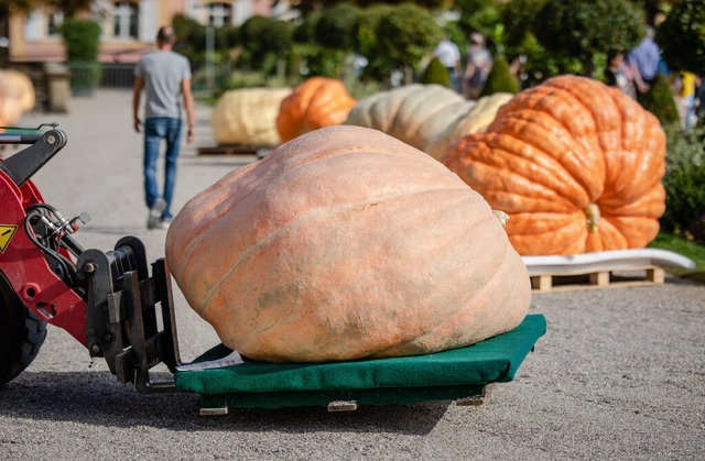 Riesige Riesenkrbisse bei der Krbis-EM in Ludwigsburg<Bildquelle></Bildquelle>  | Foto: Christoph Schmidt (dpa)