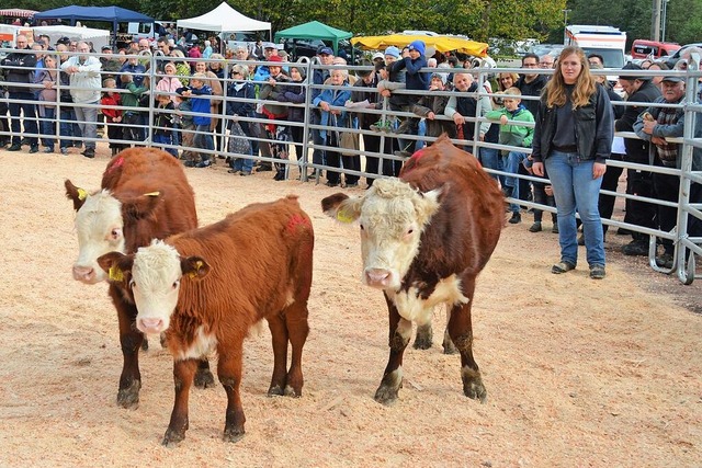 Zahlreiche Rinder wurden versteigert.  | Foto: Edgar Steinfelder