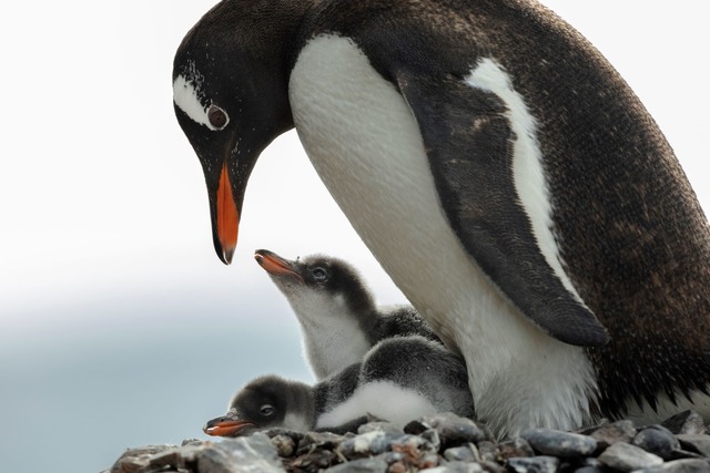 In der Antarktis leben Pinguin-Kolonien.  | Foto: John Weller/dpa