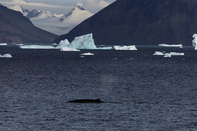 Im Weddellmeer in der Antarktis leben auch Wale.  | Foto: John Weller/dpa