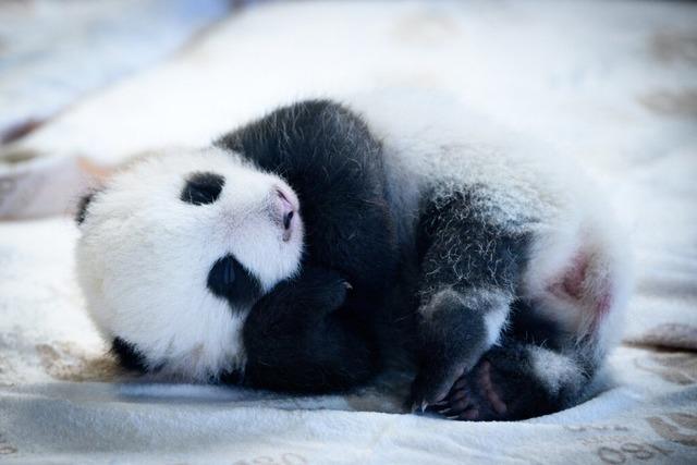 Sooooo s sind die Panda-Babys im Zoo Berlin