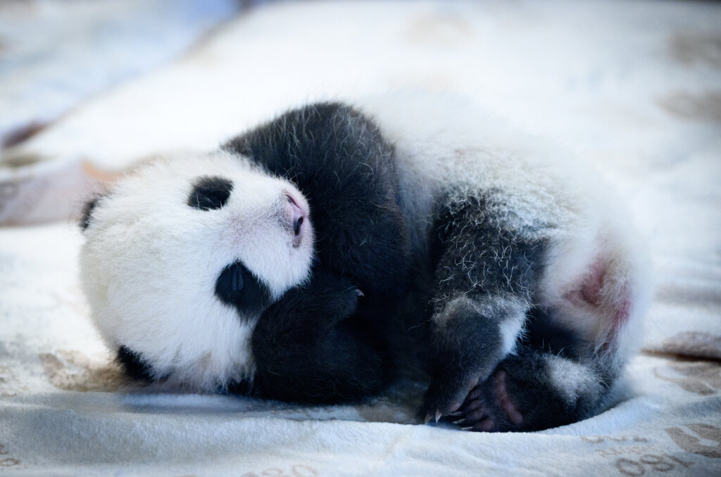 Die Berliner Panda-Zwillinge stehen sofort im Rampenlicht.