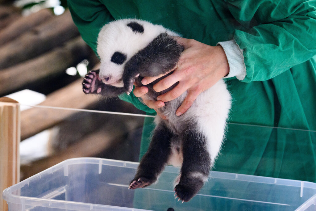 Die Berliner Panda-Zwillinge stehen sofort im Rampenlicht.