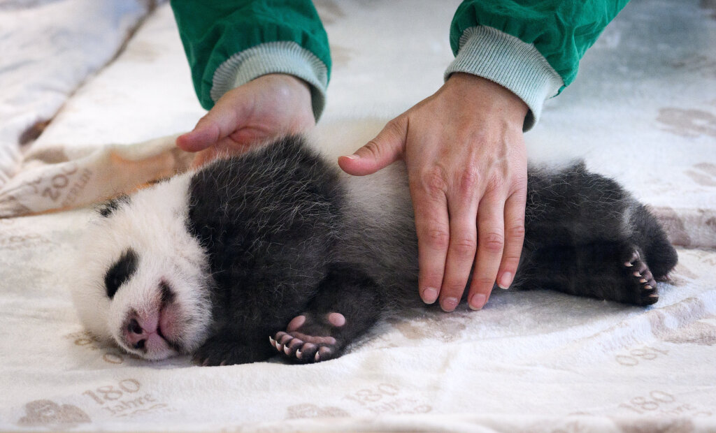 Die Berliner Panda-Zwillinge stehen sofort im Rampenlicht.