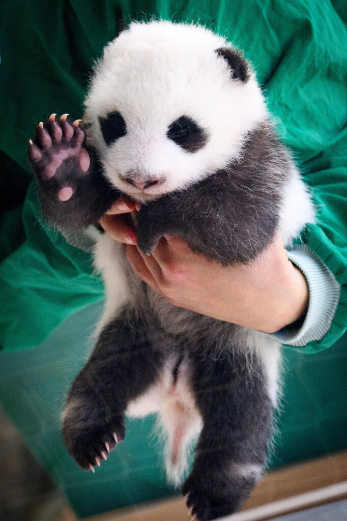 Die Berliner Panda-Zwillinge stehen sofort im Rampenlicht.