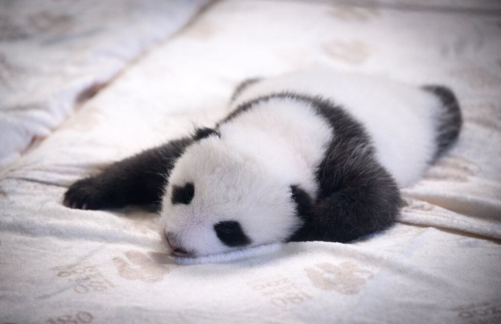 Die Berliner Panda-Zwillinge stehen sofort im Rampenlicht.