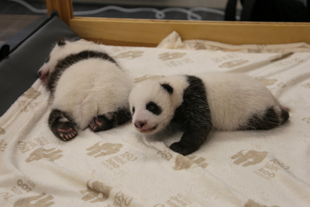 Die Berliner Panda-Zwillinge stehen sofort im Rampenlicht.