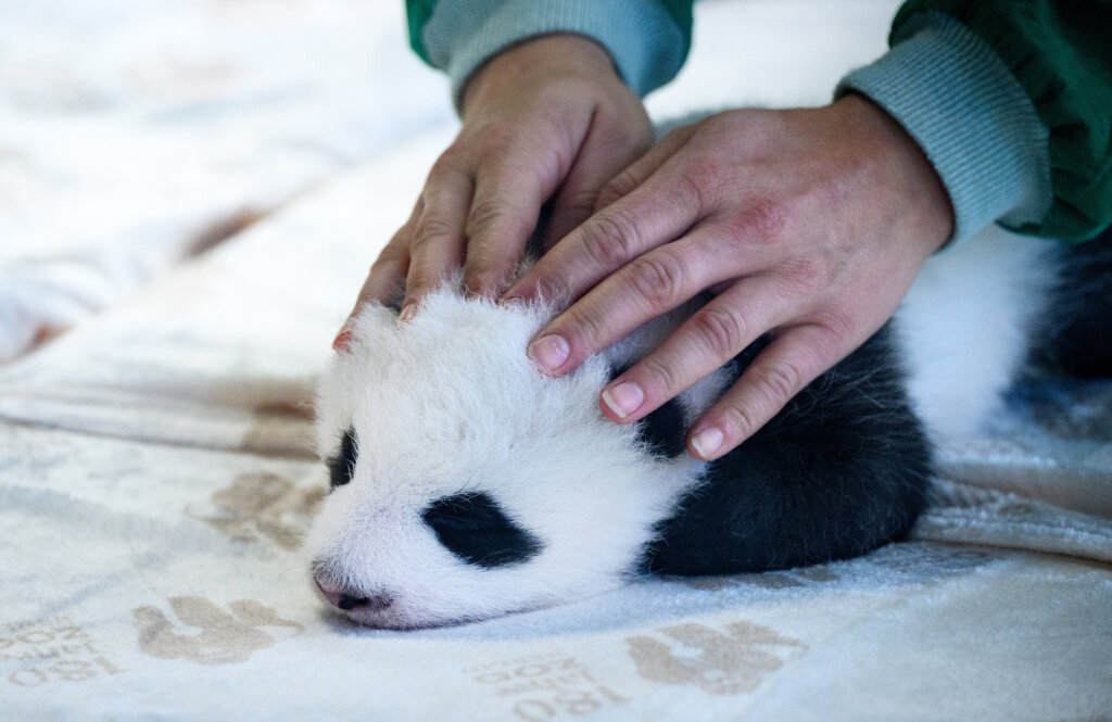 Die Berliner Panda-Zwillinge stehen sofort im Rampenlicht.