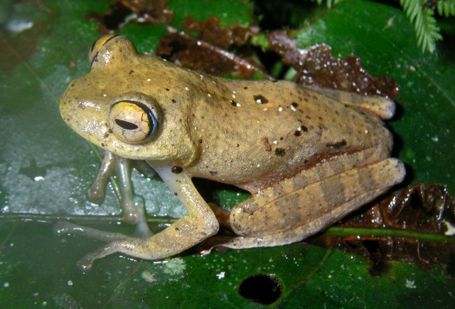 Die Suche nach den neuen Froscharten f...hungsgruppe in abgelegene W&auml;lder.  | Foto: Miguel Vences/dpa