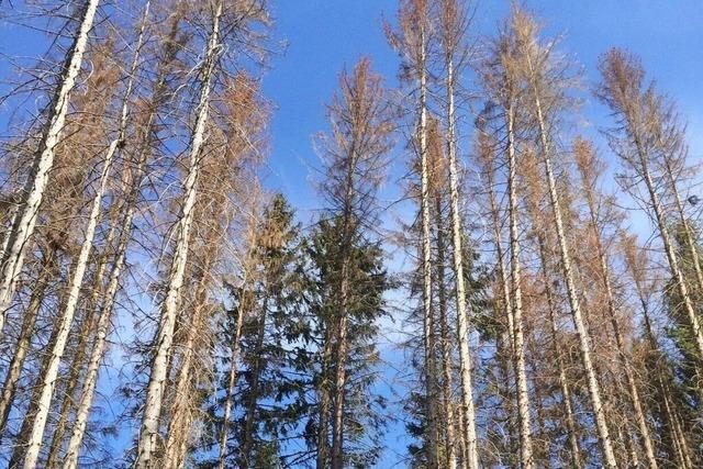 Der Todtmooser Wald muss einen Rckschlag einstecken – erholt sich aber insgesamt