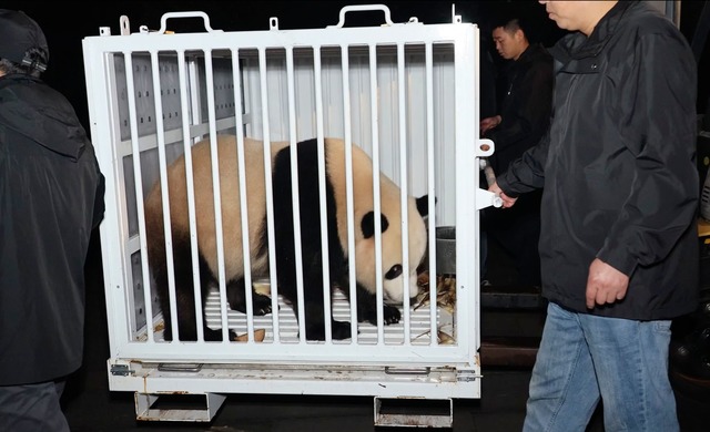 Bao Li  | Foto: Jin Tao/China's National Forestry and Grassland Administration/AP