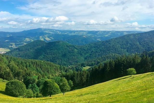 Wie der Schwarzwald auch in Zukunft noch CO<sub>2</sub>-Speicher sein kann