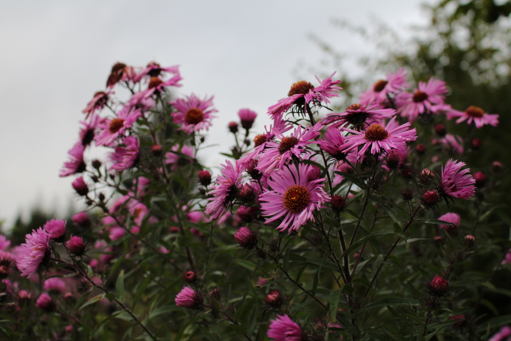 Der Herbst ist da