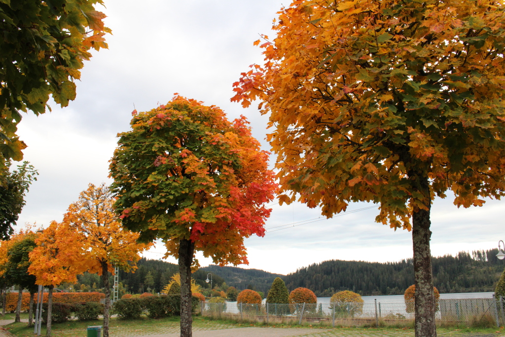 Der Herbst ist da