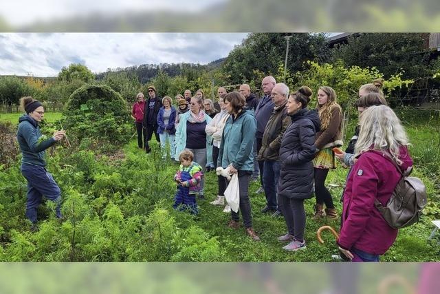 Gelriebli und Kiemesalat im Samengarten