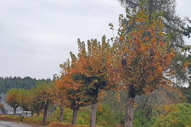 Rte sorgen sich um das Ortsbild von Friedenweiler