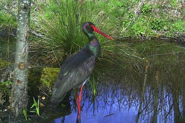 Vogel stolziert in die Wildkamera von BZ-Leser