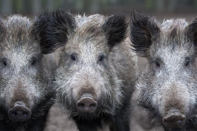 Zune gegen die afrikanische Schweinepest: Im Kreis Emmendingen will man das Virus im Zaun halten