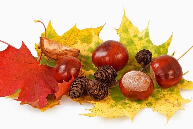 Kastanien sammeln viele im Herbst gern...as erklrt ein Frster vom Schluchsee.  | Foto: ArtushFoto (stock.adobe.com)