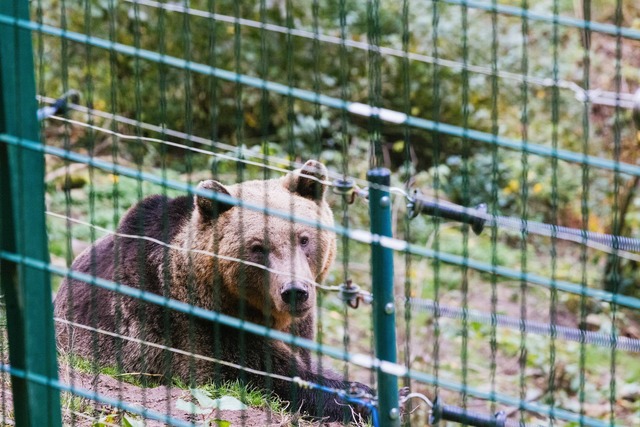 B&auml;rin Gaia wird sp&auml;ter als g...den Schwarzwald gebracht. (Symbolfoto)  | Foto: Philipp von Ditfurth//dpa