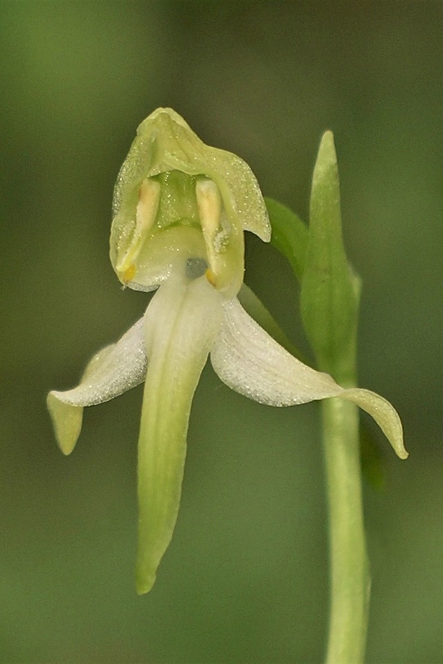 Die Orchidee des Jahres 2025 hat einen besonderen Duft.  | Foto: Adolf Riechelmann/AHO Bayern/dpa