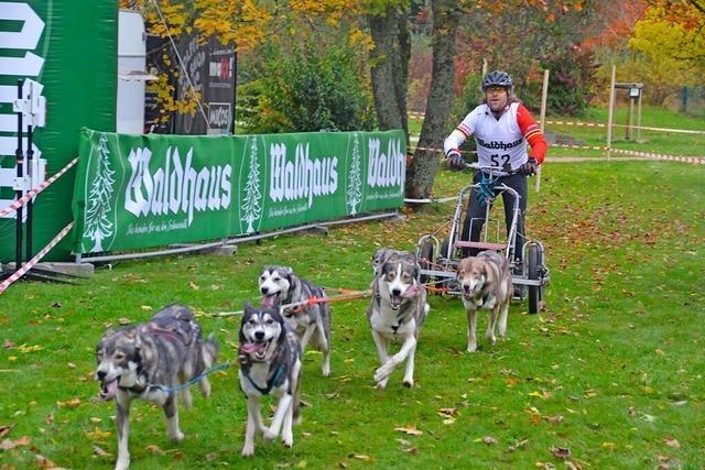 Rund 400 Hunde werden zum Schlittenhundewagenrennen in Todtmoos erwartet