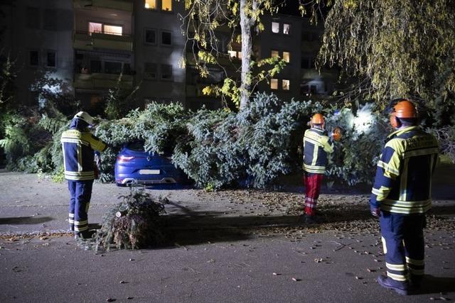 Riesige Fichte strzt in Mllheim auf parkendes Auto