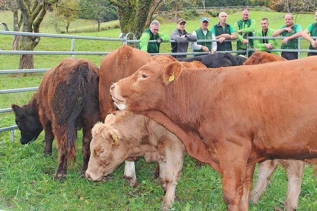 In Malsburg-Marzell ist eine gute Weidesaison zu Ende gegangen