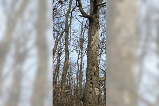 Der grne Wald sorgt meist fr eine schwarze Null