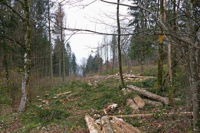 Im Rickenbacher Wald gibt's stabile Ertrge