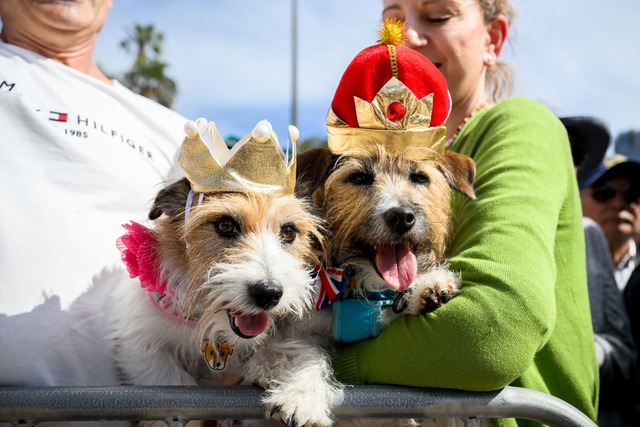 Mit Kr&ouml;nchen warteten die Hunde Lucy und Larry auf den royalen Besuch.  | Foto: Bianca De Marchi/AAP/dpa