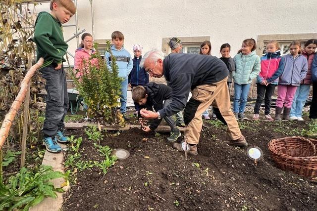 Im Breitnauer Schulgarten werden Kartoffeln geerntet