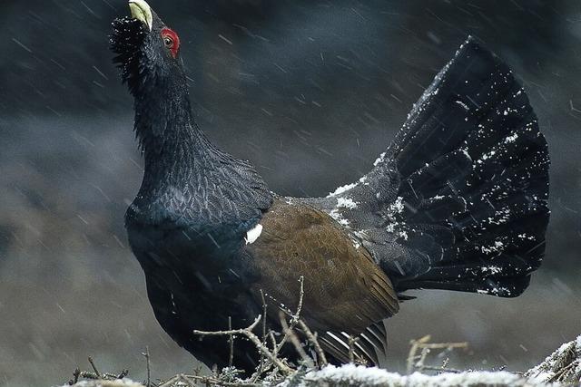 Im Einsatz fr das Auerhuhn