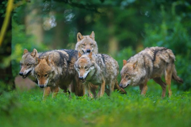 Immer mehr Wlfe kommen in den Schwarzwald. (Symbolbild)  | Foto: R. Linke, via www.imago-images.de