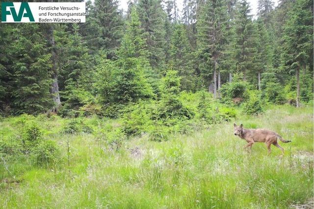 Wolfsspuren auf Sulzburger und Mllheimer Gemarkung - was hat es damit auf sich?