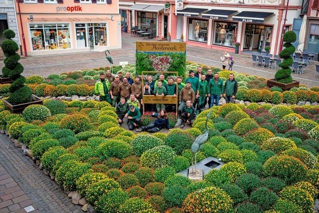 Zum 25. Mal ist Chrysanthema: das Lahrer Blumenfestival in Zahlen