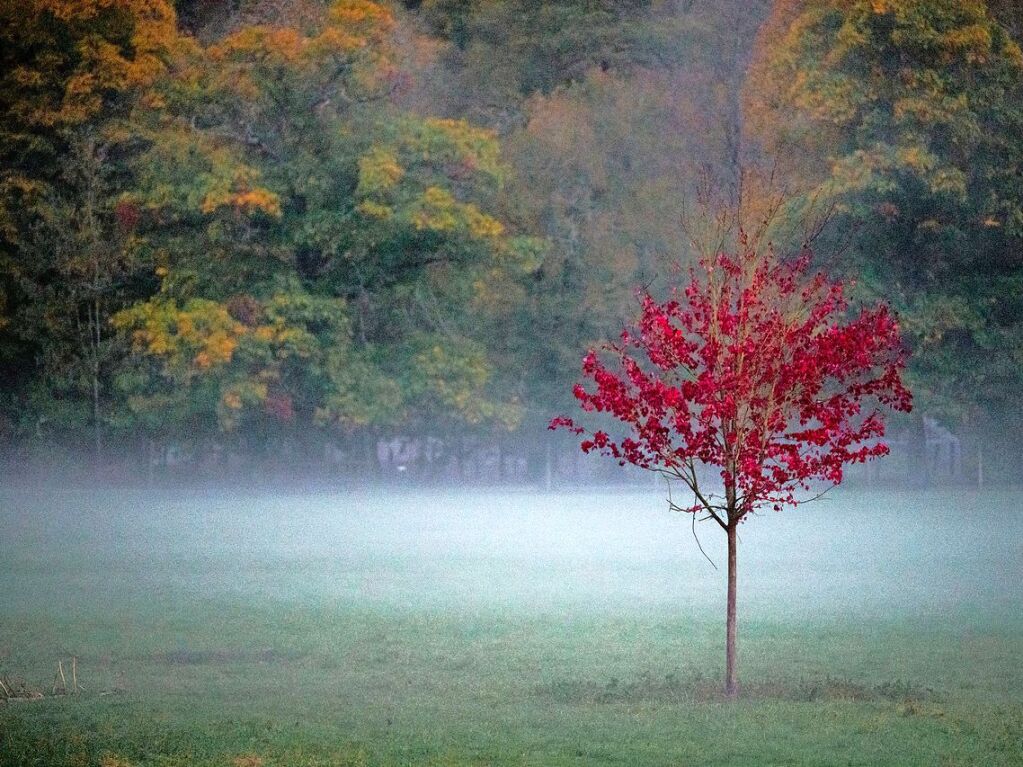 Bayern, Weitramsdorf: Ein rot belaubter Baum auf einer Wiese im Wildpark Schloss Tambach.