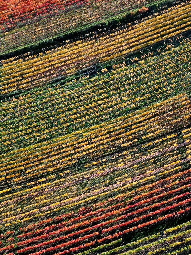 Bayern, Sulzfeld: Die Bltter der herbstlich verfrbten Weinberge leuchten im Sonnenschein.