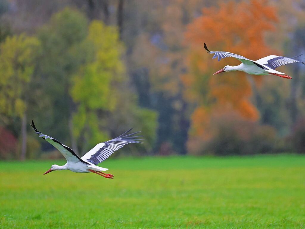 Baden-Wrttemberg, Unlingen: Strche fliegen in einem Naturschutzgebiet an herbstlich gefrbten Bumen vorbei.