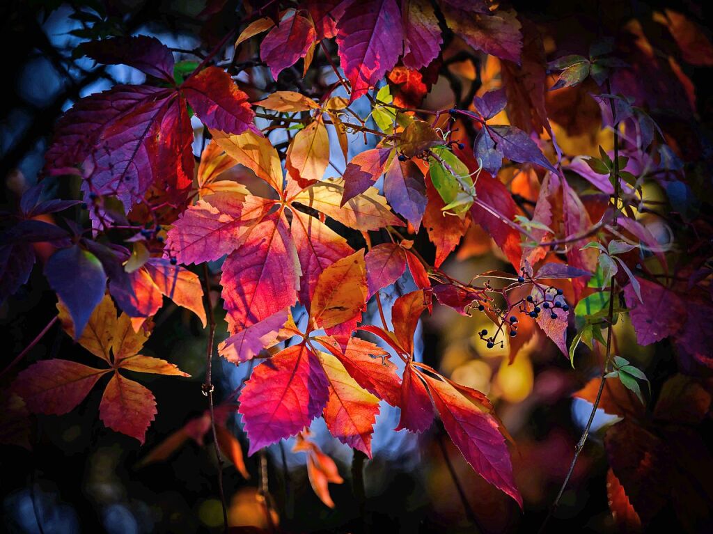 Brandenburg, Sieversdorf: Im Gegenlicht der Morgensonne leuchten herbstlich gefrbte Bltter vom Wilden Wein.