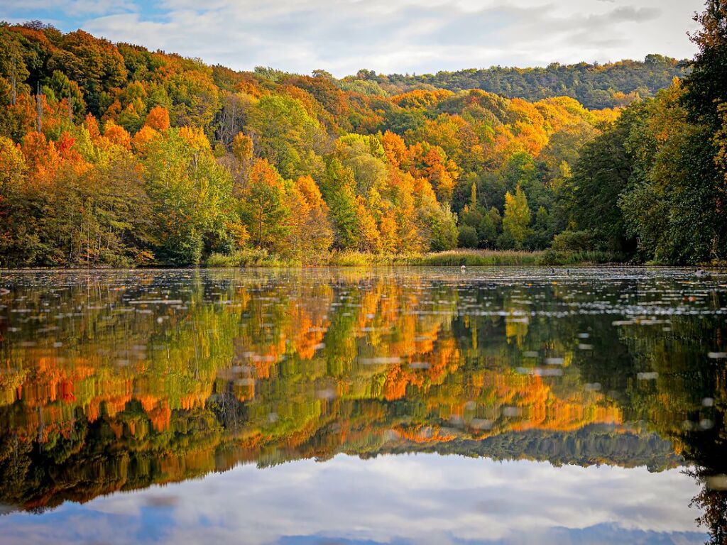 Niedersachsen, Hildesheim: Bume mit herbstlich verfrbten Blttern spiegeln sich auf der Wasseroberflche vom Tonkuhle See.