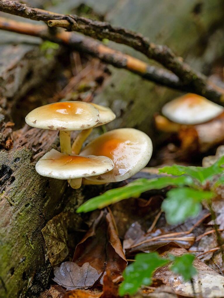 Bayern, Untermerzbach: Wechselhaftes Wetter verleiht der Pilzsaison in Nordbayern noch einmal einen Schub.